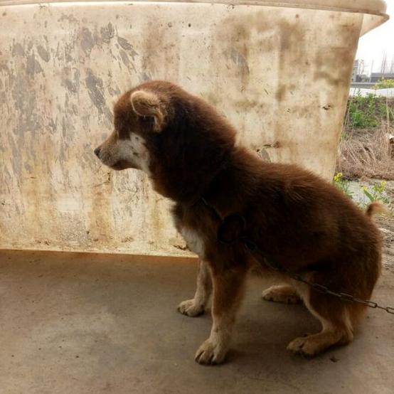 萌宠主自称八百元捡了只比赛的哈士奇，某网友：你赚了，纯种二哈