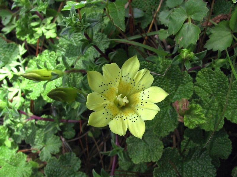 《本草》植物志之龙胆：唐朝的一场瘟疫，令它功成名就