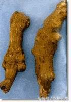 袖珍中草药彩色图谱,中草药图谱大全视频