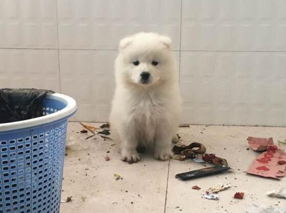 萨摩一只耳朵不能竖起来,萨摩耶耳朵不竖起来怎么办