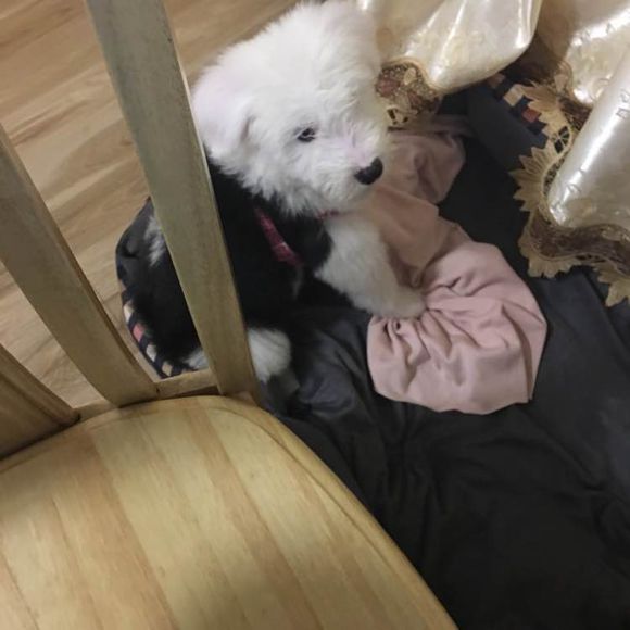 去狗市，1300元买下这只未满两月的古牧，我们的噩梦就开始了