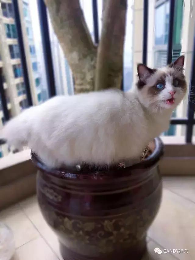 布偶幼猫毛打结了怎么办,布偶幼猫毛灰