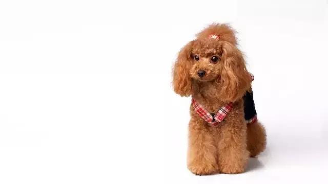 便秘泰迪,小贵宾犬拉稀怎么办