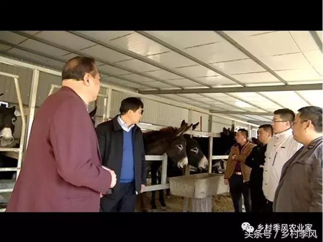养驴场大规模养驴,年入百万不是能力而是选择