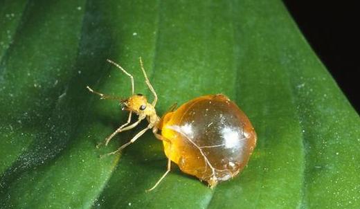 全异巨首蚁各种种类蚂蚁体型,世界上最可怕的昆虫子弹蚁