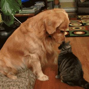 养宠物OR养孩子，你想好了吗？