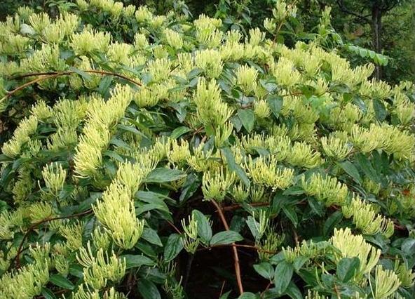 它们都是鼻炎的克星，但很多人都不认识它们，更不知道它们的用处