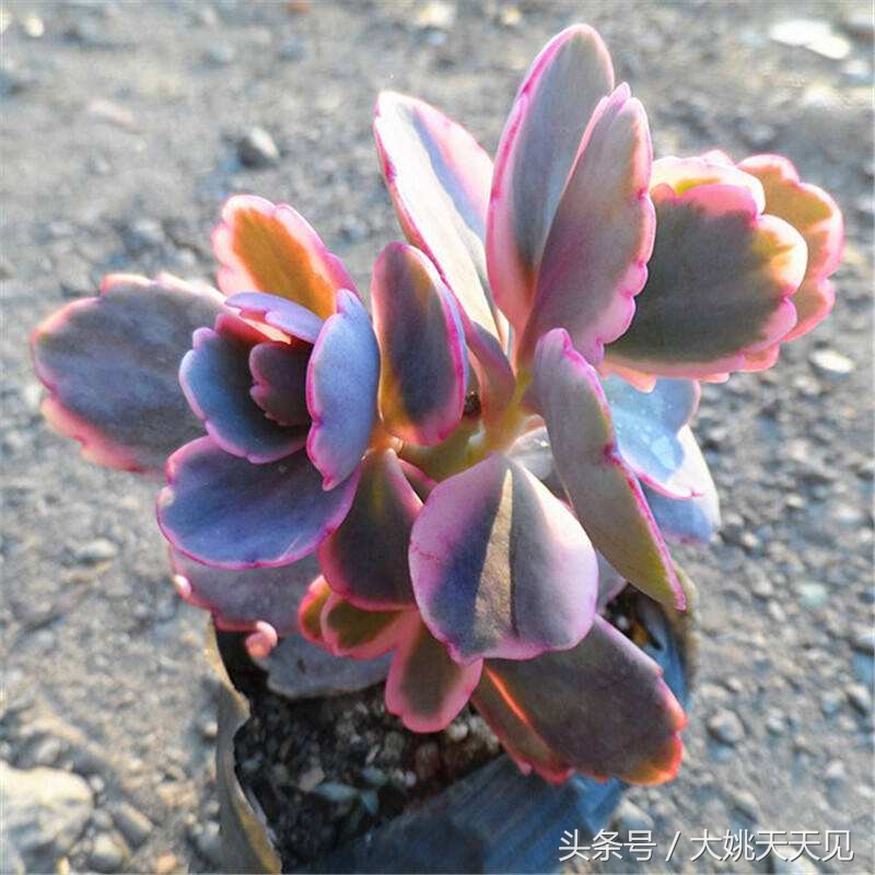 多肉百科之玉吊钟：一个从叶边发芽的多肉