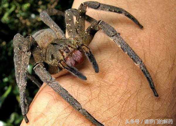 如何避免被动物咬伤,不小心被动物抓伤怎么办