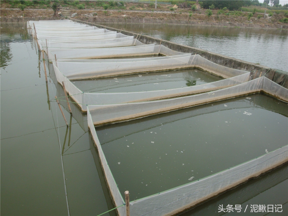 网箱养殖泥鳅和黄鳝的区别,养殖网箱黄鳝泥鳅