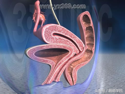 胎儿发育40周全过程b超影像,胎儿1-40周发育过程图高清