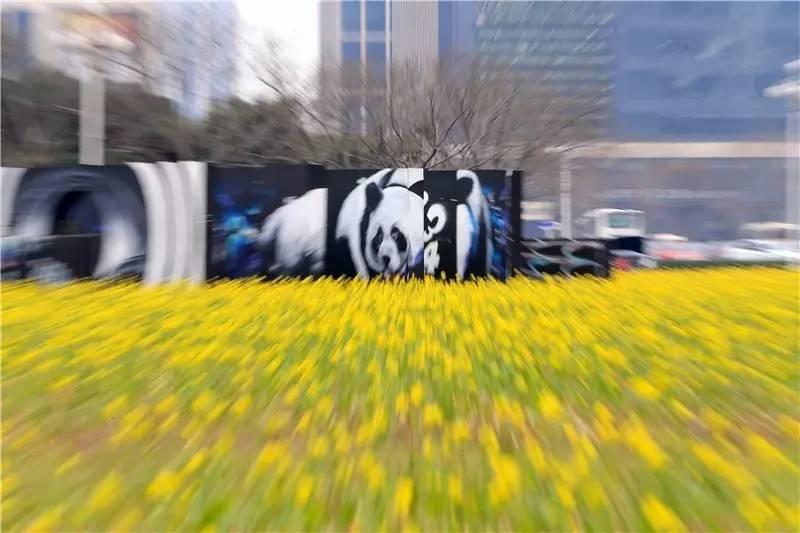 光阴正好花期已至，泰达有花海，何须羡婺源？