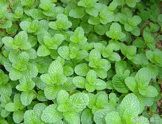 家里种薄荷旺财吗,家里种薄荷寓意什么
