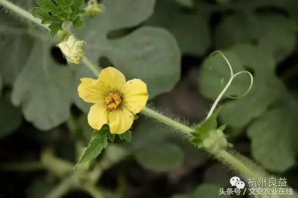 西瓜六必治瓜类六大病害一招搞定,西瓜病害六必治