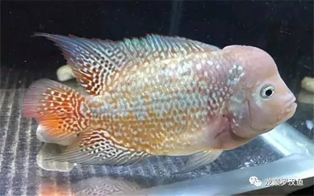 罗汉鱼喂红虫的正确方法,罗汉鱼的喂养方法和技巧