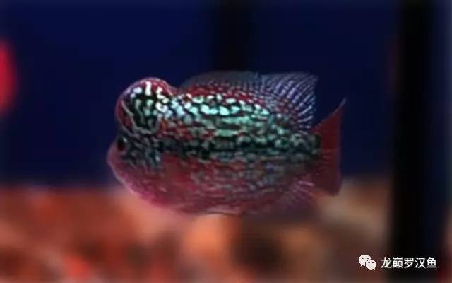 罗汉鱼喂红虫的正确方法,罗汉鱼的喂养方法和技巧