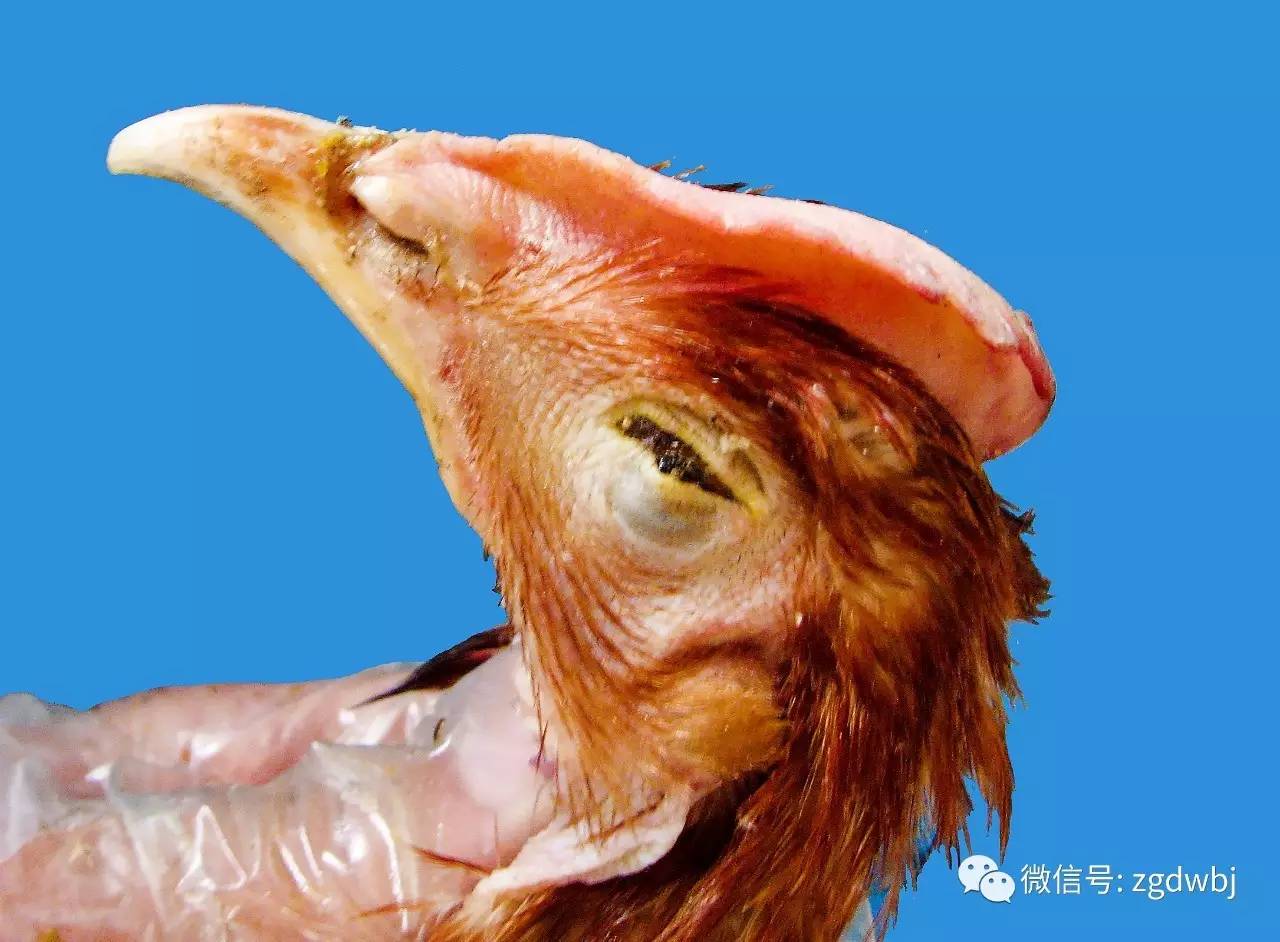 鸡的啄肛癖怎么治,鸡啄癖症