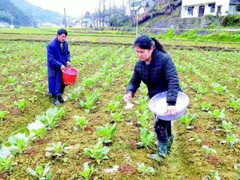 为什么现在水果味道越来越淡,为什么现在水果品种越来越多
