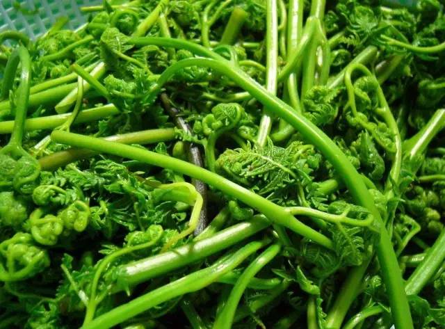 三月的味道，霞浦的野味正当时，给你的味蕾放个假