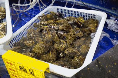 大连海洋馆搬运动物,大连海鲜搬运工