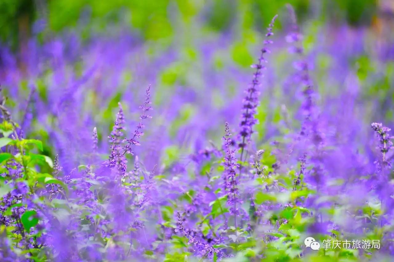 广东哪里的花海最美五月,肇庆德庆盘龙峡薰衣草