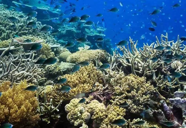 刘强东与奶茶妹妹的婚礼举办地大堡礁到底有多美？自己去看！