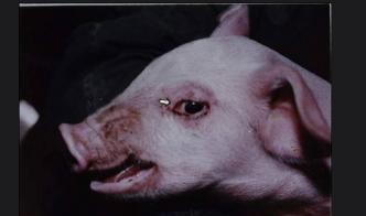 大猪张口喘气厉害打什么药见效快,猪咳嗽喘气不吃食最快的治疗方法