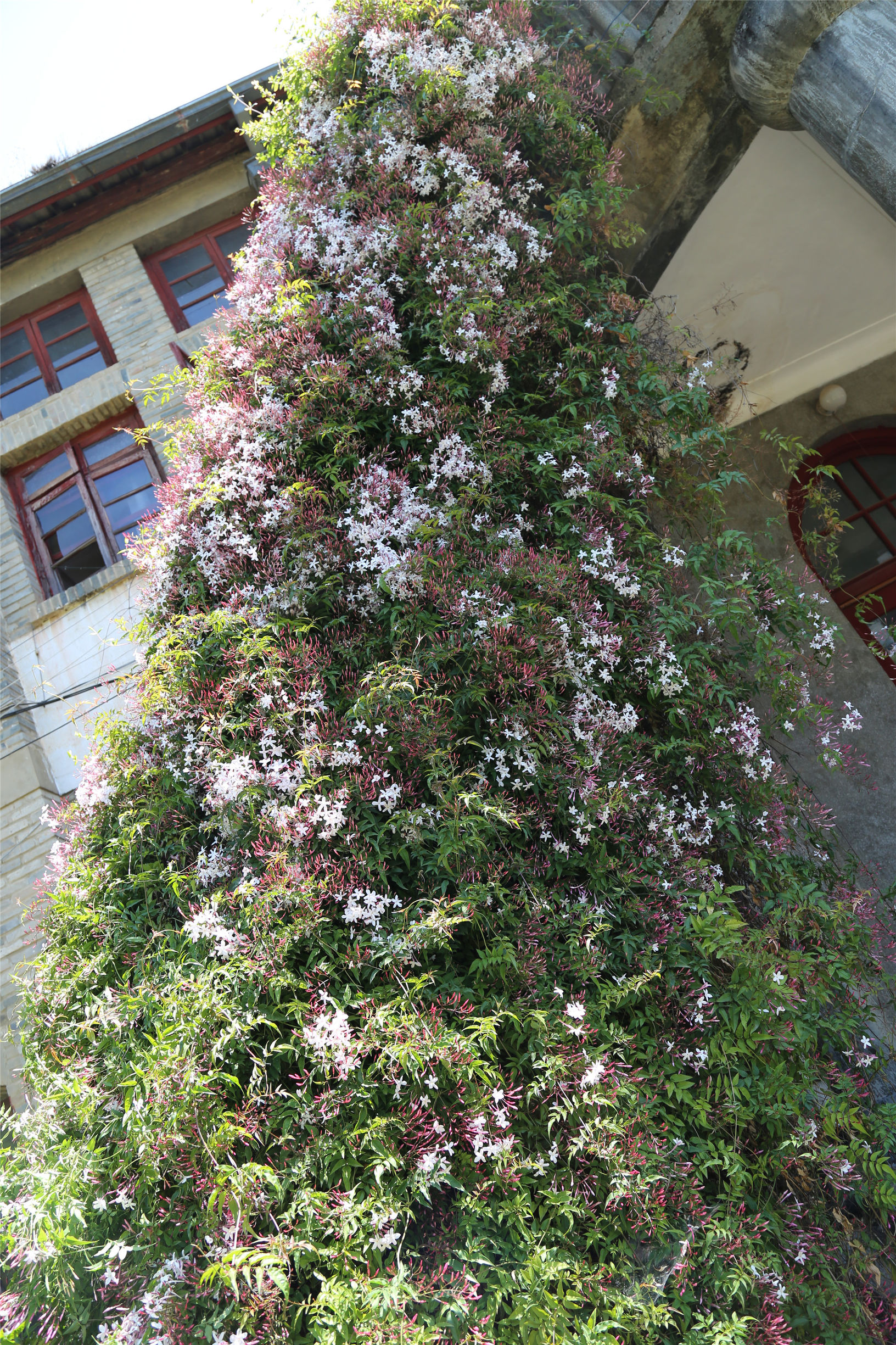 滇红记忆中国名茶,滇红创始人冯绍裘