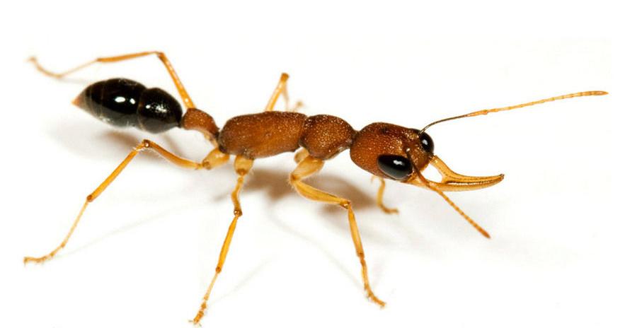 全异巨首蚁各种种类蚂蚁体型,世界上最可怕的昆虫子弹蚁