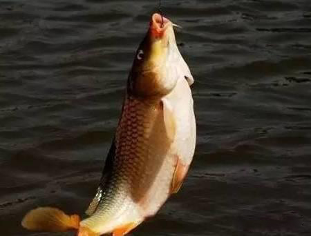 红薯挂钩钓鲤鱼饵料制作方法,我们钓小龙虾的肉怎么绑起来