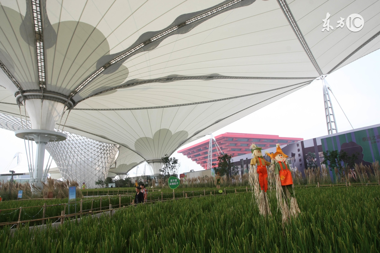 被农药药害坑了？不要慌！一定要做好这三件事