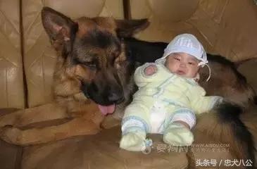 请耐心看完：一只家狗的自述