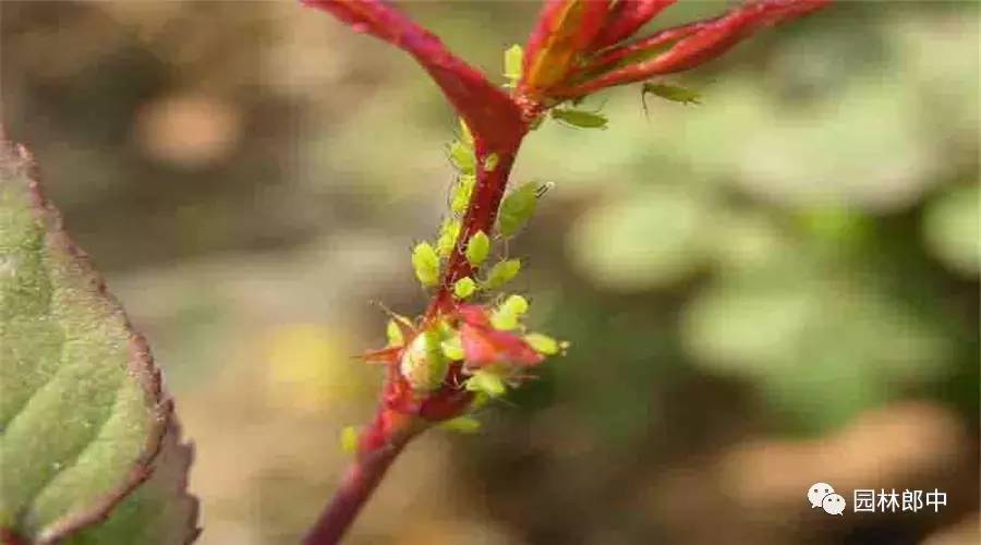 辣椒蚜虫如何防治,萝卜蚜虫防治方法