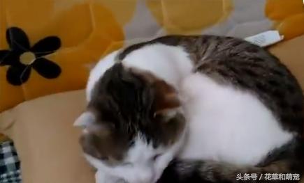 猫咪睡觉主人故意打醒,猫咪睡着了摸它突然就咬我