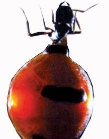 全异巨首蚁各种种类蚂蚁体型,世界上最可怕的昆虫子弹蚁