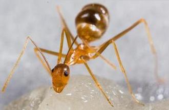 全异巨首蚁各种种类蚂蚁体型,世界上最可怕的昆虫子弹蚁