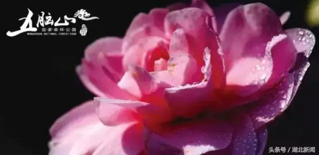 只剩最后几天，还不赶紧赏花！小心后悔一年！