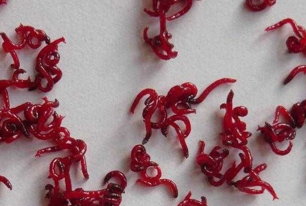 罗汉鱼起头鱼粮,新手养罗汉鱼如何选鱼