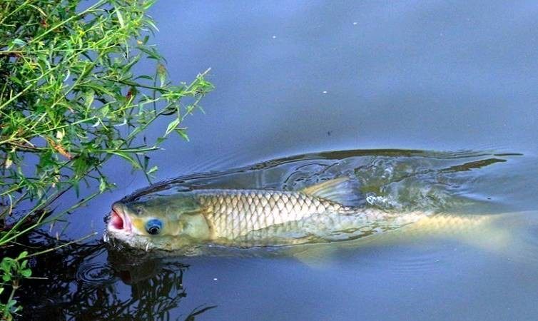 钓大鱼如何控制防止脱钩,野钓脱钩跑鱼应对办法