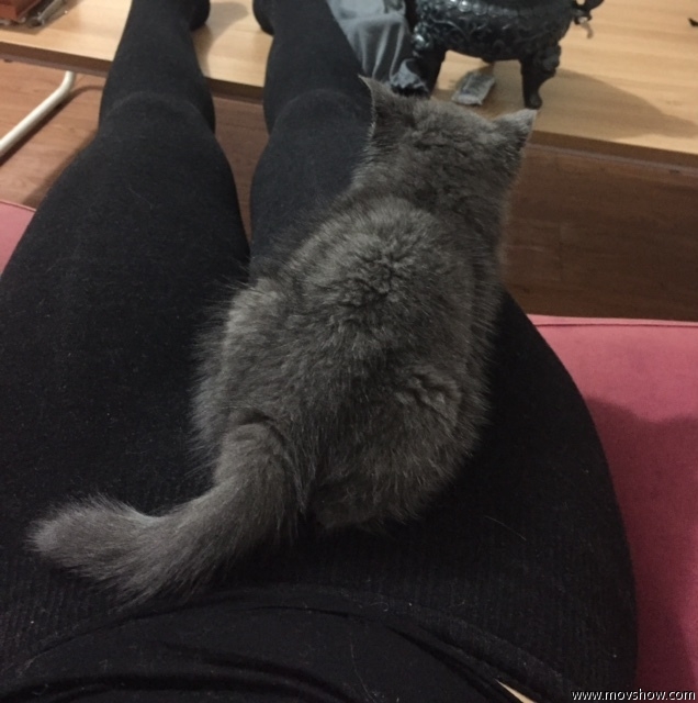 猫舍买的猫各种问题怎么办,猫舍里买的2个月幼猫靠谱吗