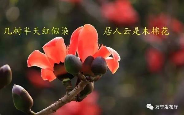 木棉花礼赞作文,木棉花之语