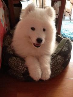 变猴脸的萨摩耶纯不纯,萨摩耶有狐狸血统吗求回答