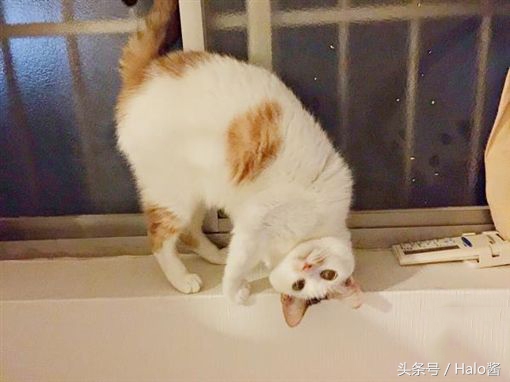 如何让猫咪不乱叫的妙招,猫咪怎么让它不乱叫