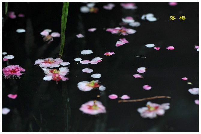 遇见白落梅，相遇不问缘由，重逢不问因果