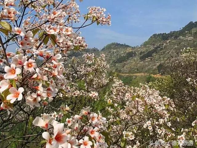 油桐花节完整视频,油桐花旅游节