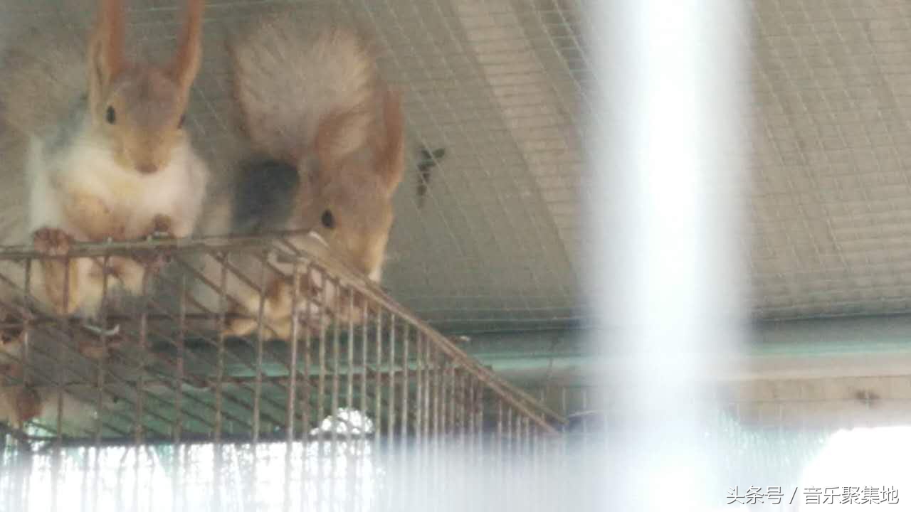 雪地松鼠哪种最漂亮,什么是最好的雪地松鼠