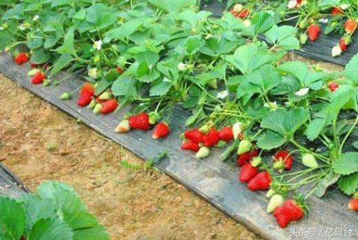 九龙坡网红景点有哪些,九龙坡十大必去景点免费