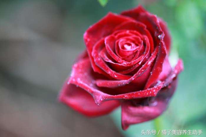 台湾人最受欢迎的养生妙品,健康养颜食品推荐