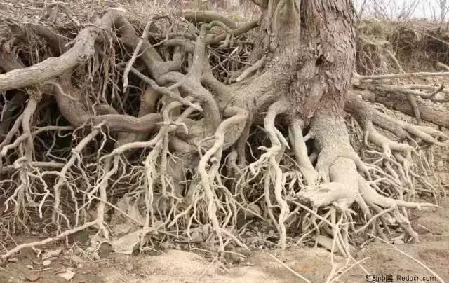 大名“根管治疗”，小名“抽神经”，诊疗要求：全冠保护