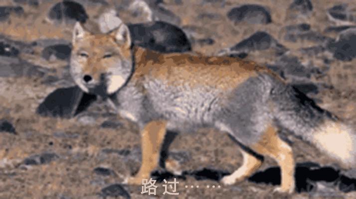 荷兰猪尿垢怎么清洗,荷兰猪尿渍怎么处理